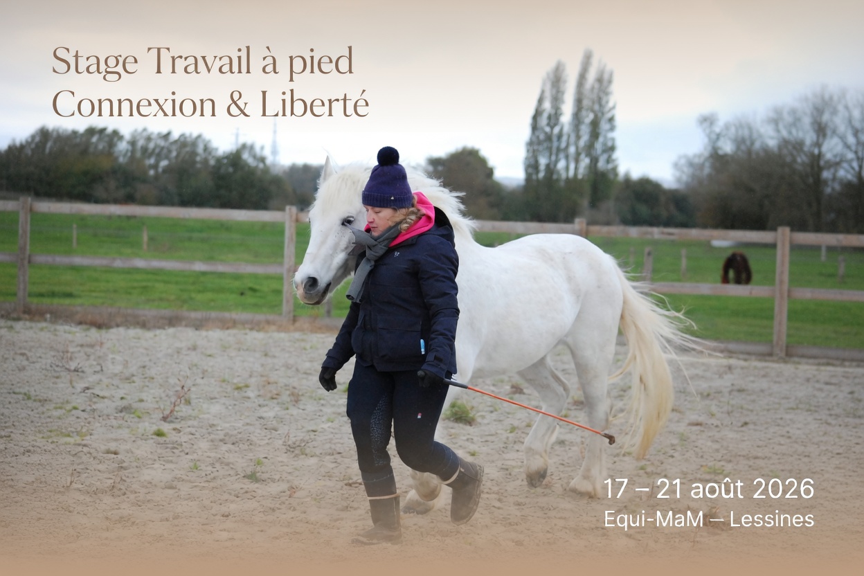 Connexion en liberté avec un cheval