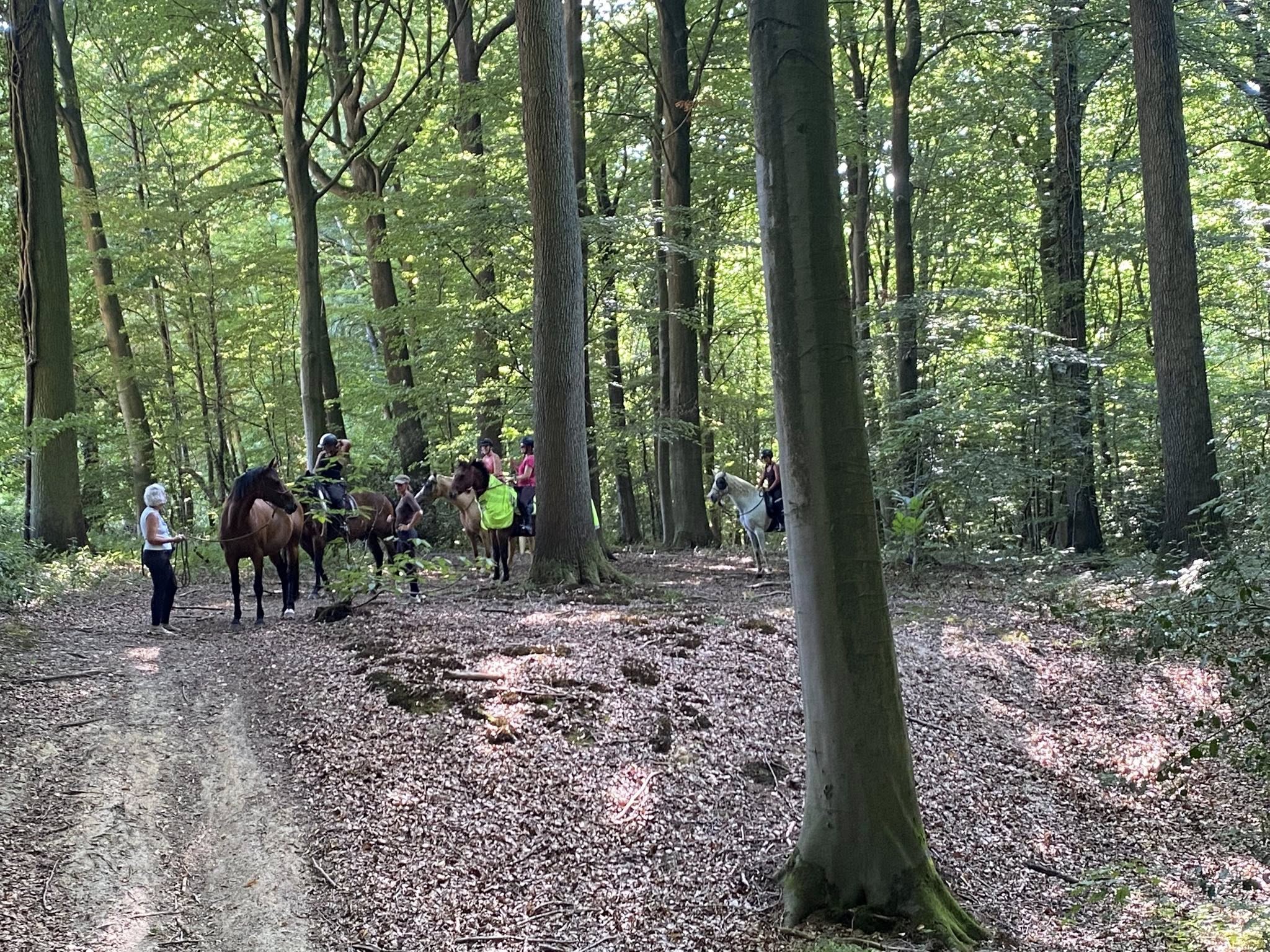 Stage Equi-MaM travail à pied cheval