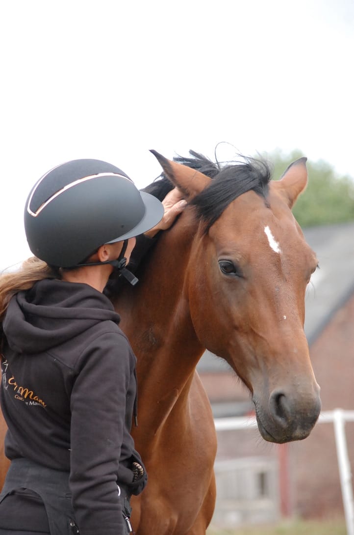 Communication cheval humain travail à pied équitation éthologique