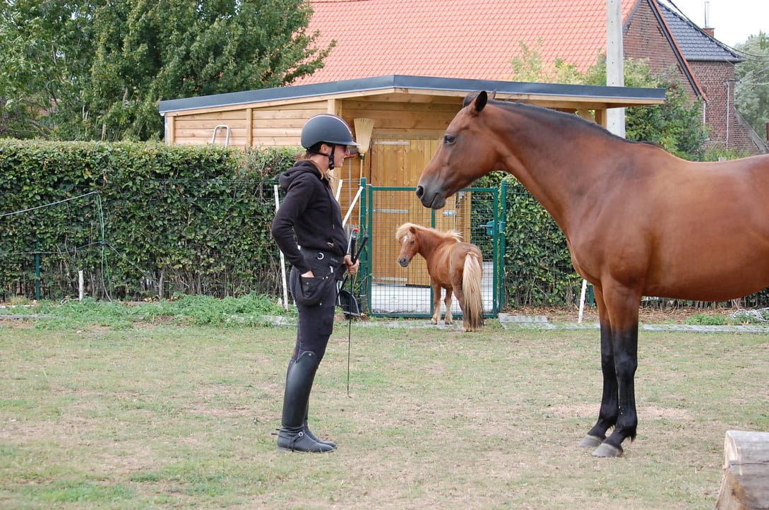 Travail sur l’espace personnel et la communication homme-cheval en équitation éthologique