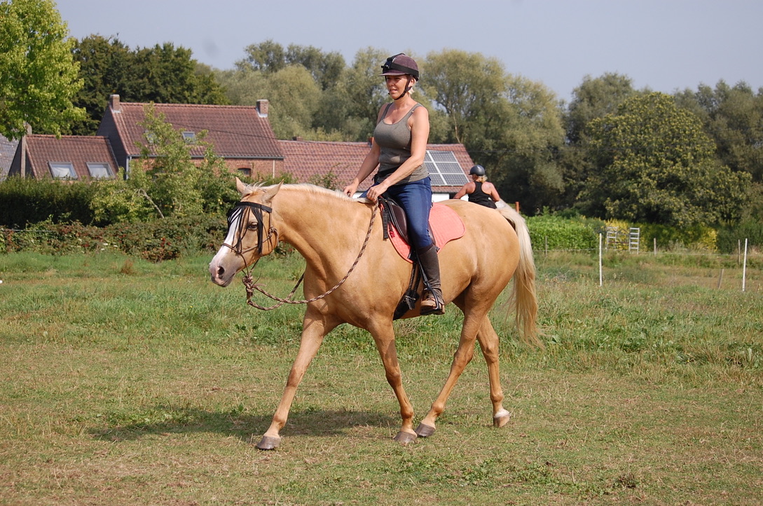 Zaza au trot pendant un stage Equi-MaM