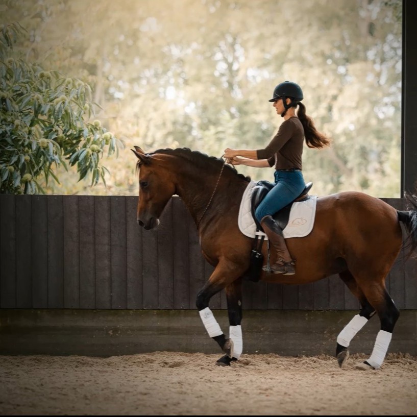 Travail monté avancé cordelette cheval Equi-MaM