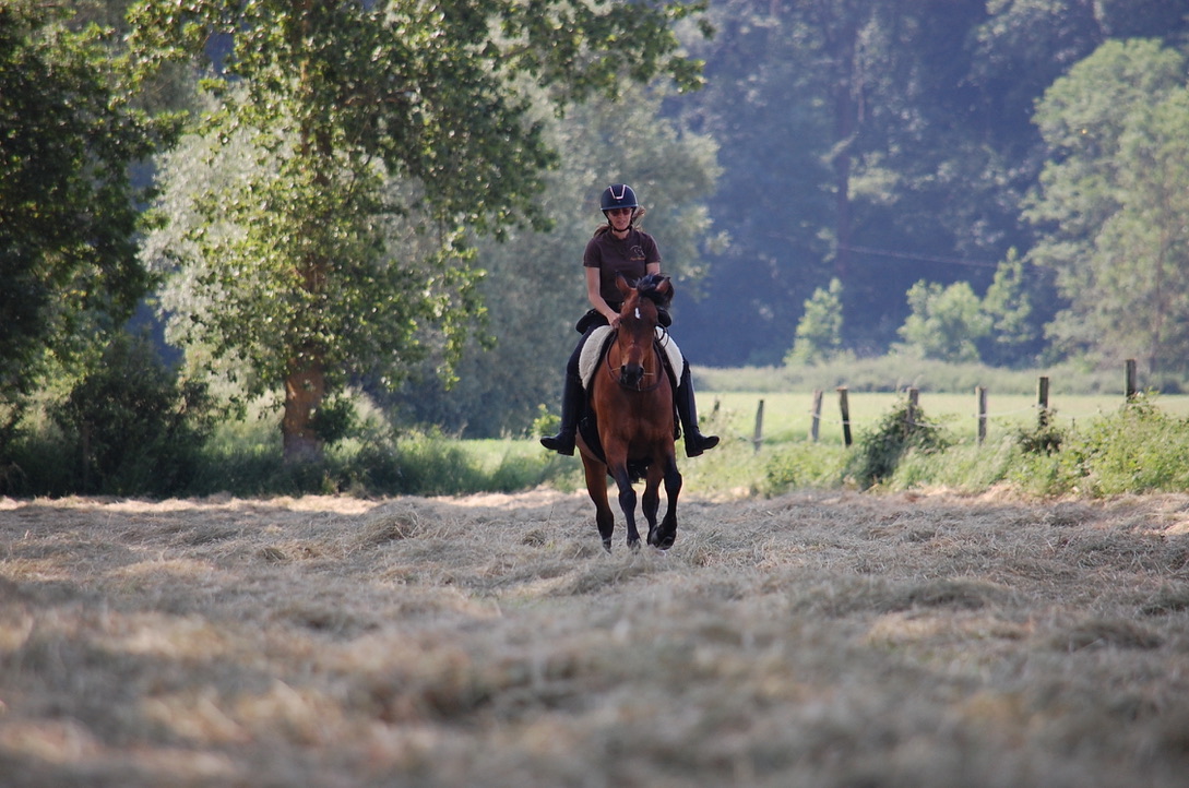 Cheval en liberté Equi-MaM