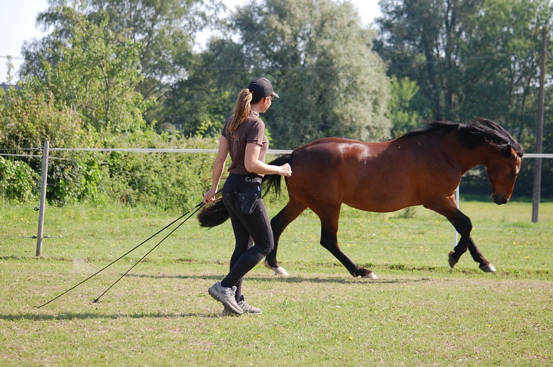 Programme RSH relation saine et harmonieuse avec son cheval
